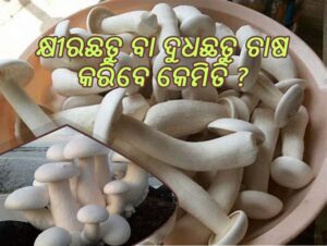 କ୍ଷୀରଛତୁ ବା ଦୁଧଛତୁ ଚାଷ କରିବେ କେମିତି ?